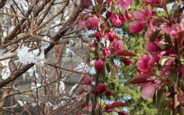 Trees & Shrubs